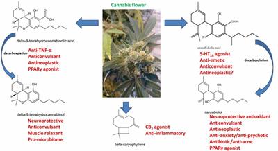 Cannabis Therapeutics and the Future of Neurology